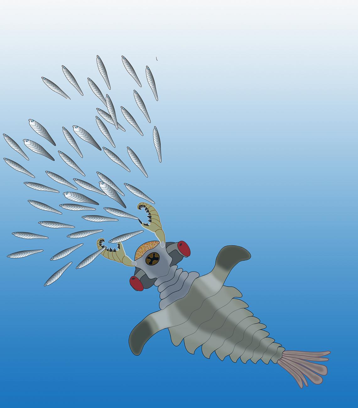 Artist's impression of Lyararapax, one of the species of the world's first predators, the anomalocaridids, chasing its possible prey, primitive fishes that also existed in the Lower Cambrian. Artist's impression of Lyararapax, one of the species of the world's first predators, the anomalocaridids, chasing its possible prey, primitive fishes that also existed in the Lower Cambrian.